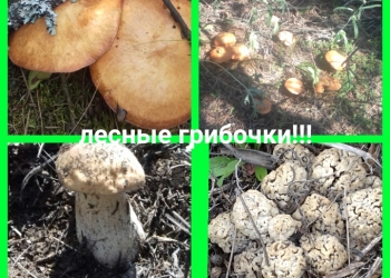 Продаю маринованные грибы!!