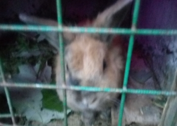 Крол карликовый