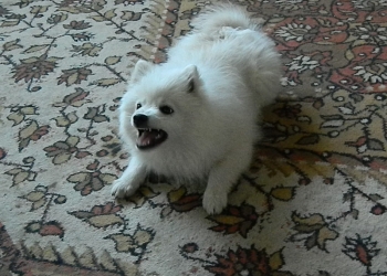 Щенки