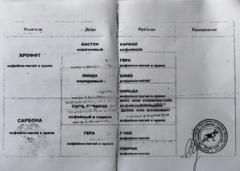 Щенки дратхаара