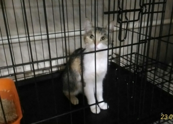 УШАСТОЕ ЧУДО