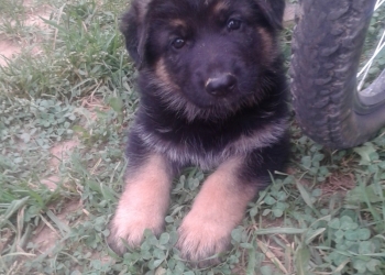 Щенки немецкой овчарки