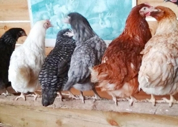 КУРЫ НЕСУШКИ МОЛОДКИ