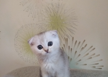 Элитные вислоухие котята