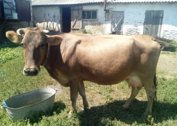 ПРОДАЮ КОРОВУ