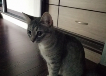 Отдам кошку
