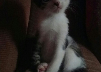 Смышленый котёнок