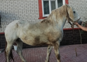 Продажа лошадей