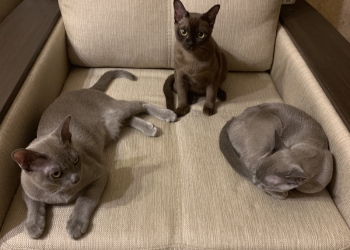 Котята подростки Бурма (5 мес)