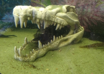 Продам череп для аквариума