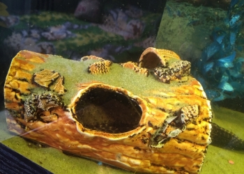 Дом для рыбок