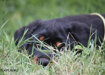 Ротвейлер отличная защита и верный друг.