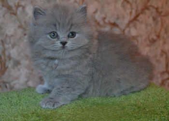 британские кошечки