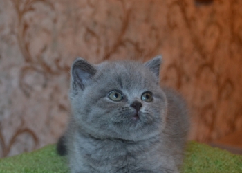 британские кошечки