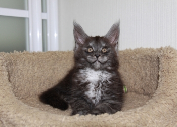 котята мейн кун