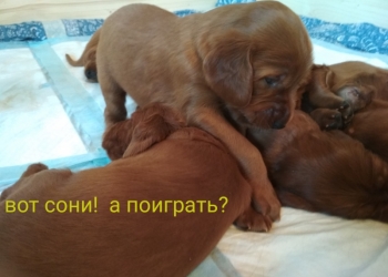 Продам ответственным и любящим хозяевам