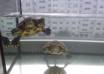 Срочно продам