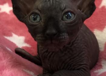 Мой котёнок