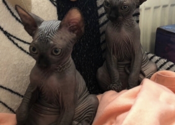 Мой котёнок
