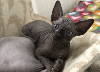 Мой котёнок