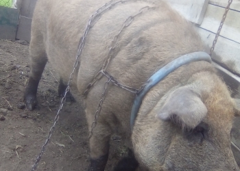 Продаю кабана.