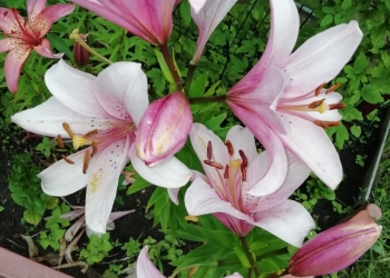 Красивые многолетние цветы