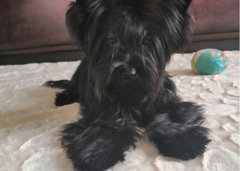 Чёрный йорк