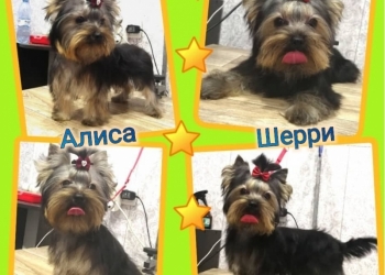 Шикарные йорочки
