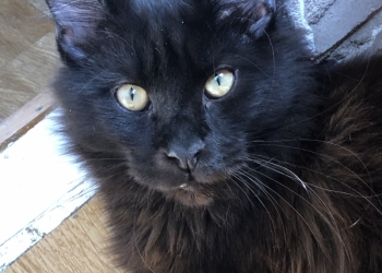 Котята из питомника