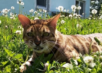 Шикарный бенгальский кот