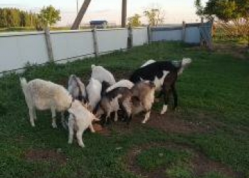 козы и козлятки