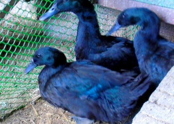 Утята и инк/я уток Американская Каюга.