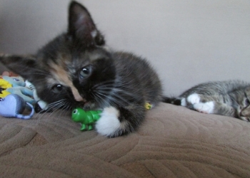 Отдам котят