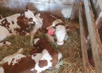 Бычки ,телята