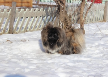 Пекинес