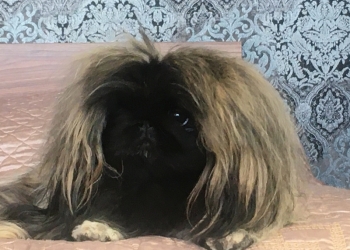 Пекинес