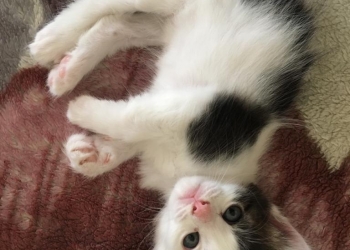 Кошечка ищет хозяина