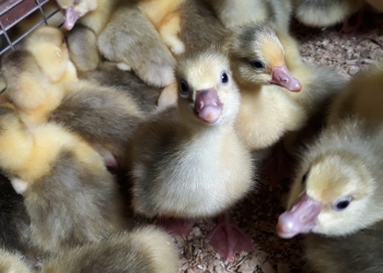 Продам гусят гибридов оптом.