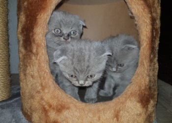 Продам котят