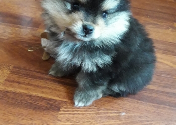 Шпиц памеранец