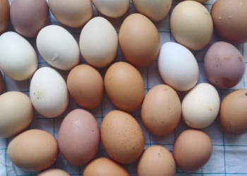 Яйцо домашнее