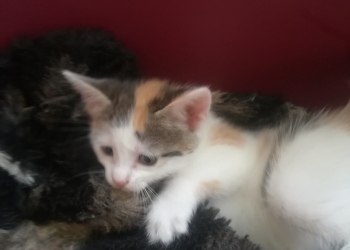 Отдам котят в добрые руки.