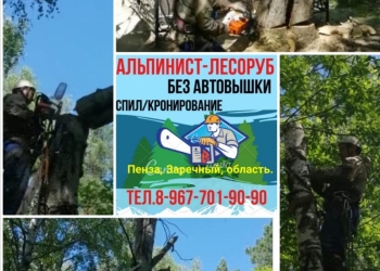 Спил деревьев