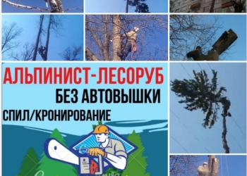 Спил деревьев