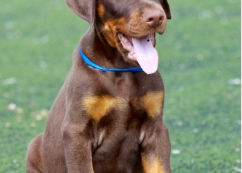 Куплю щенка добермана