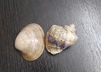 Ракушки для аквариума и подделок