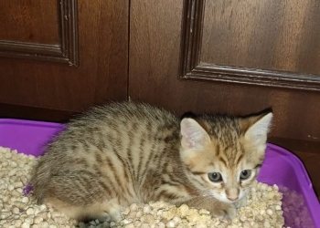 Котята Курильский бобтейл