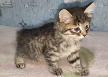 Котята Курильский бобтейл