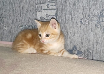 Котята Курильский бобтейл
