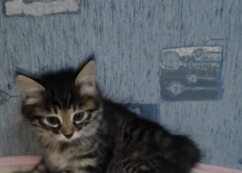 Котята Курильский бобтейл